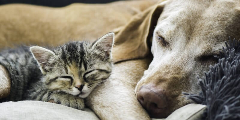 Introducing a dog to a cat