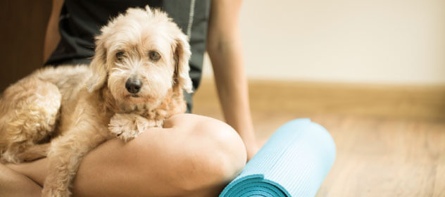 How to choose the right breed of dog